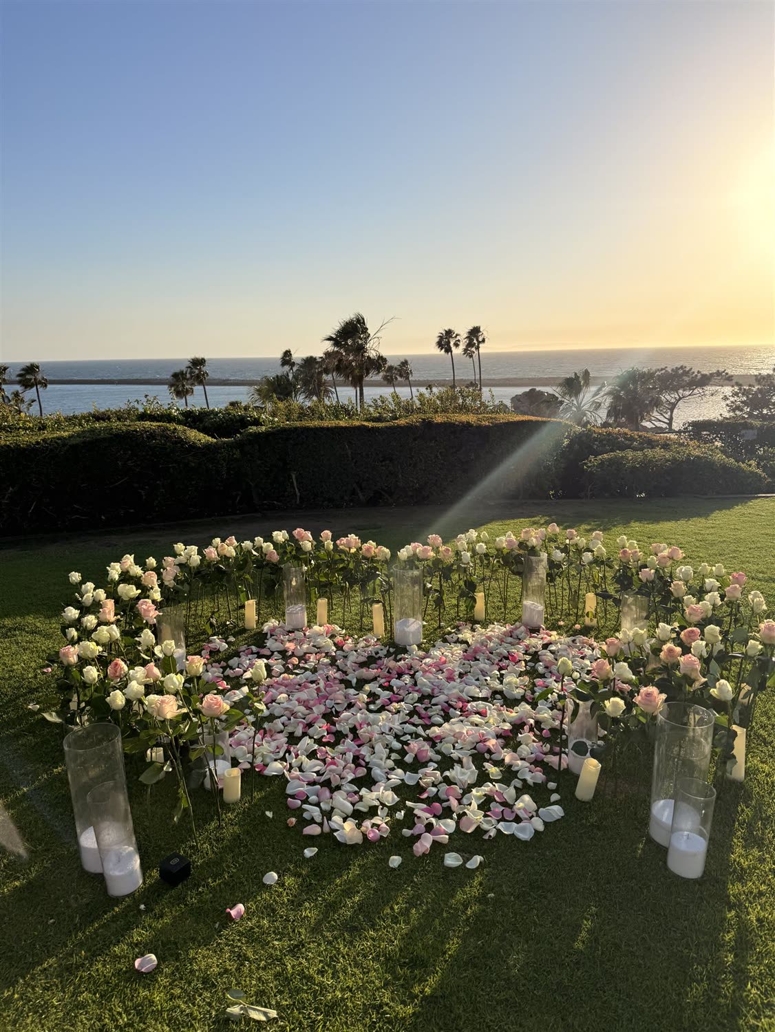 Wide view of a real rose ground heart on a lawn